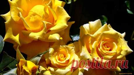 Желтые розы