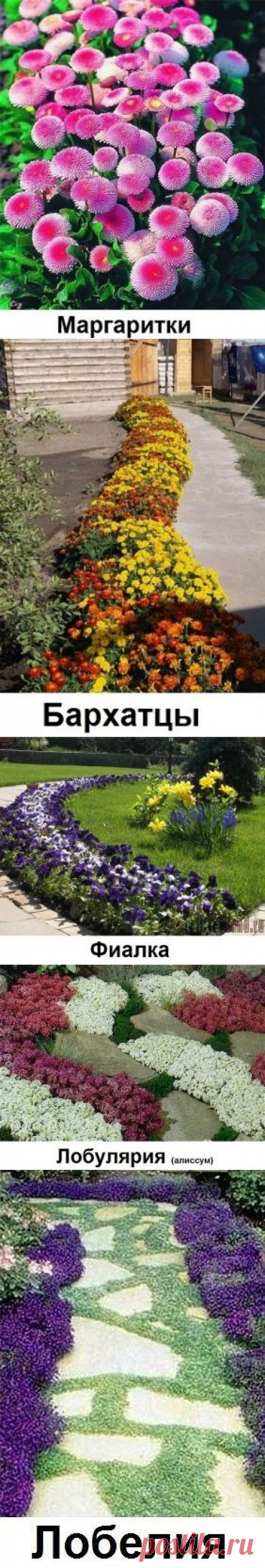 Цветы вдоль дорожки