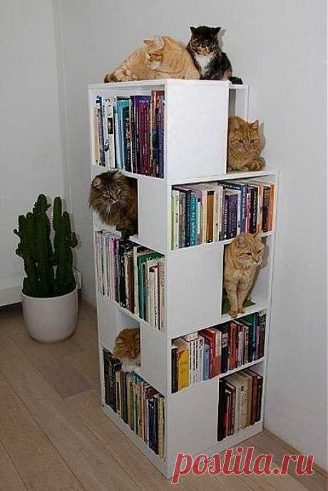 Шкаф для книг и котов