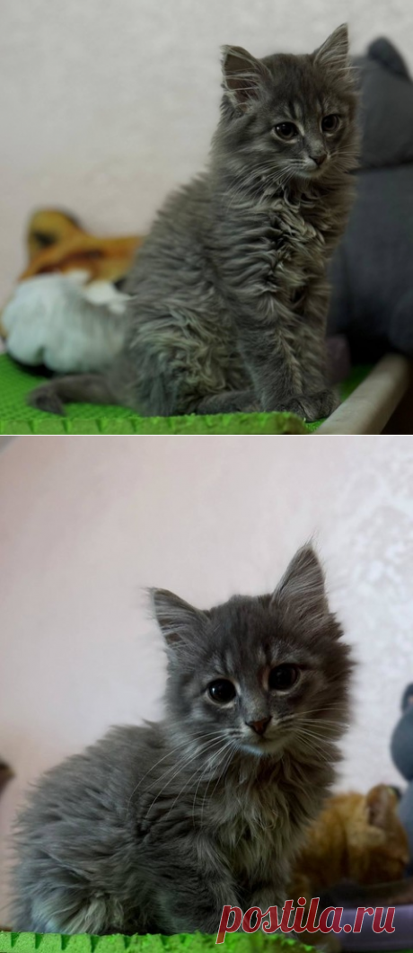 Красивейший кот по имени Пинки ищет свое счастье! Москва – "ЗВЕЗДЫ В ЗАЩИТУ ЖИВОТНЫХ", пользователь Galina Panina | Группы Мой Мир