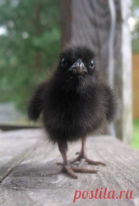 This Is What a Baby Raven Looks Like - The Meta Picture
