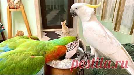 жадный попугай Арчи схватил какаду за хохолок! greedy parrot Archie grabbed the cockatoo by crest!