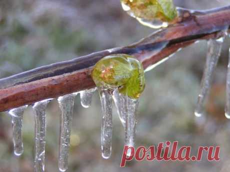 АГРОВИЛЛА: Укрытие винограда на зимнее время