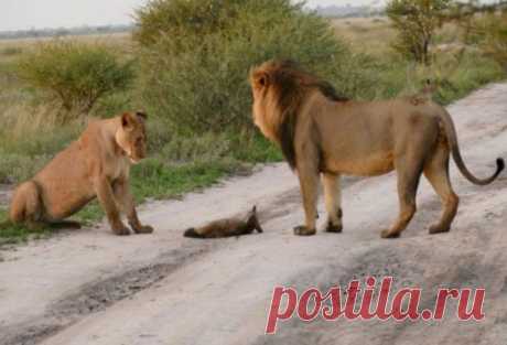 Два льва приблизились к раненому лисенку... Затем произошло то, что не поддается объяснению! - МирТесен