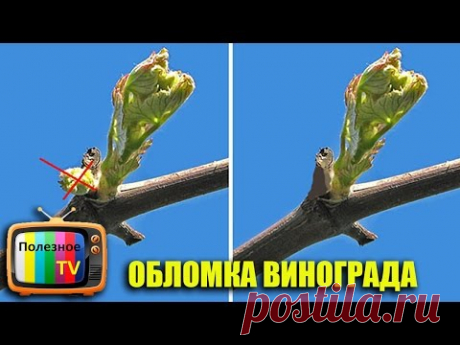 ОБЛОМКА ПОБЕГОВ ВИНОГРАДА