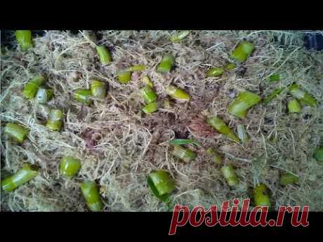 Aprenda a reproduzir orquídea Dendrobium em casa