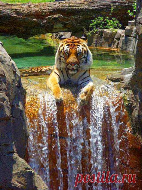 #тигр   #tiger   #мирпрекрасен   #beautiful   #позитив   #животные   #positive…