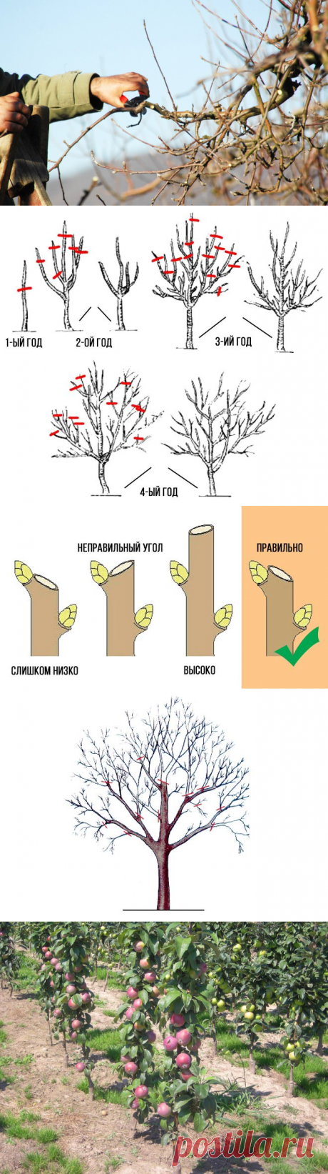 Как правильно обрезать яблоню весной – советы начинающим садоводам | В саду (Огород.ru)