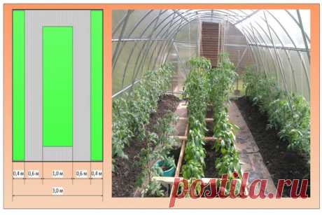 Схема посадки томатов в теплице 3х6: сколько томатов разместить, как  посадить