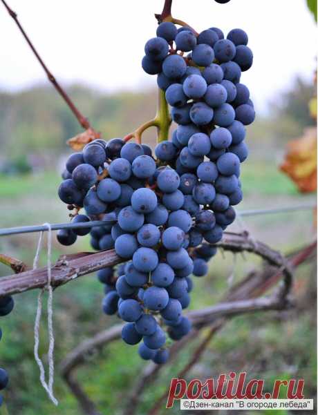Как сделать вино из винограда "Изабелла" в домашних условиях. | В огороде лебеда. | Яндекс Дзен