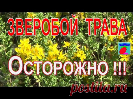 Зверобой трава. Свойства, применение, польза и вред, противопоказания.