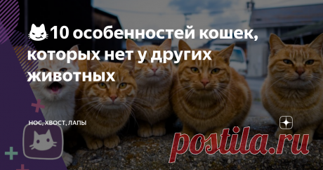 😼10 особенностей кошек, которых нет у других животных В древности люди приписывали сверхъестественные способности существам, в поведении и внешнем виде которых было что-либо непонятное, необъяснимое.
В список животных с такими особенностями попали змеи, лягушки, совы, летучие мыши и, конечно же, кошки.
Мысленно сравнив кошек с другими животными, владеющими «волшебными» силами, трудно не согласиться, что именно наши пушистые питомцы – непревзойденные