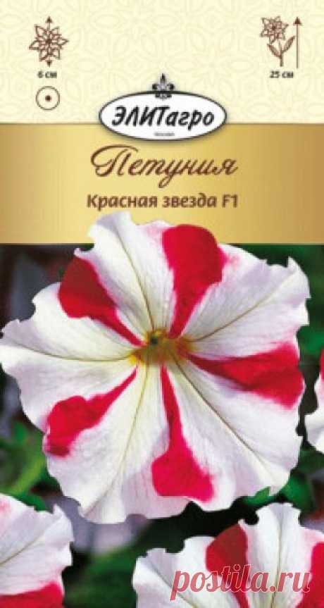 Семена. Петуния "Красная звезда F1", однолетник Количество: 10 штук (семян).
Всхожесть: 95%.
Эффектный крупноцветковый гибрид петунии высотой 25 см, с маленькими листьями и с очень ранним образованием цветков. Крупные цветки (диаметром до 6 см) необычной двуцветной окраски приведут Вас просто в восторг. Длительность и пышность...