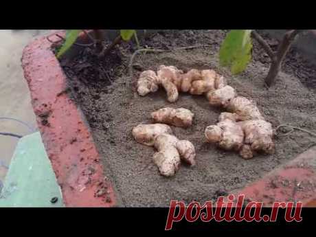 how to grow ginger from ginger /Adarak  in pot |||  how to collect Ginger for next season