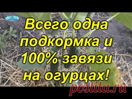 Простая подкормка, от которой завязались все до единого огурчика! [100%]