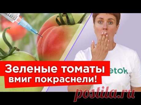 СОБРАЛИ ЗЕЛЕНЫЕ ПОМИДОРЫ? Всего 5 мл этого доступного продукта заставит все томаты быстро покраснеть