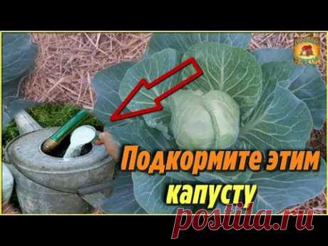 Вот что нужно сделать, чтобы капуста быстрее росла и формировала кочаны. Дачные советы - YouTube