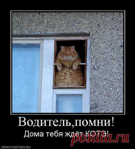 Образ рыжего кота в демотиваторах — Убойный юмор