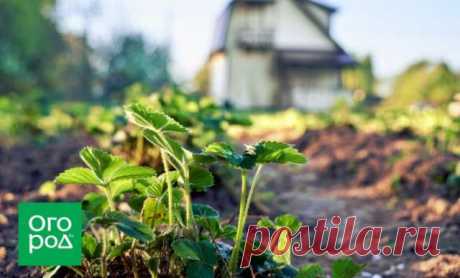 Чем подкормить клубнику после сбора урожая — Домашние