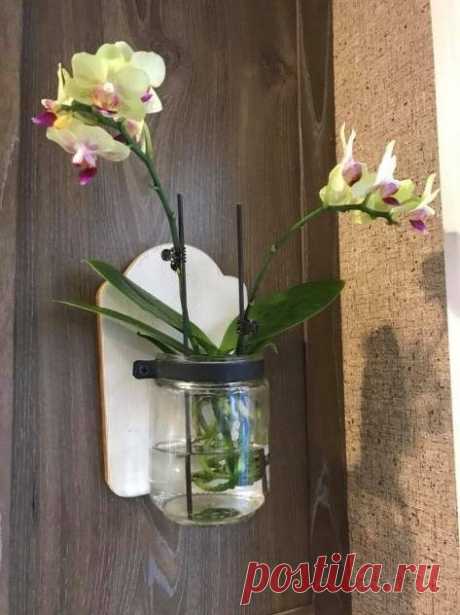 Самый простой способ выращивания орхидеи в воде / Домоседы