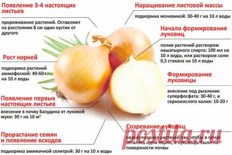 Лук сорта манас характеристика Огород без хлопот - информационный сайт для дачников, садоводов и огородников.