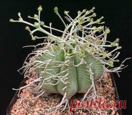 Euphorbia meloformis