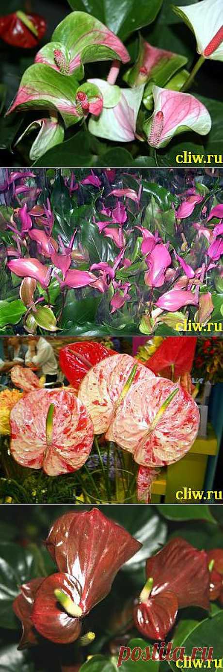 Антуриум андре (anthurium andraeanum) аралиевые (araceae) - Большая энциклопедия садовода