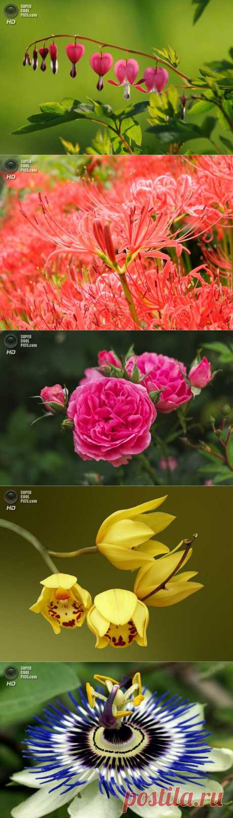 Хит-парад цветов (10 фото) — SuperCoolPics