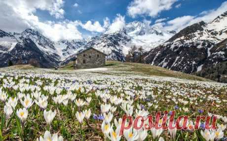 Цветущие Альпы. Австрия, Пролески и Крокусы