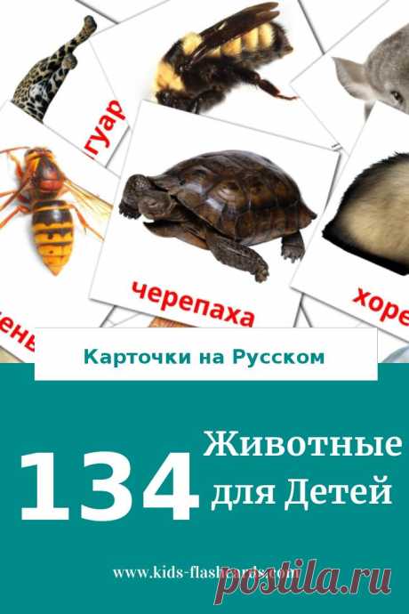 134 бесплатных карточек Животные для детей на Русском (PDF файлы)