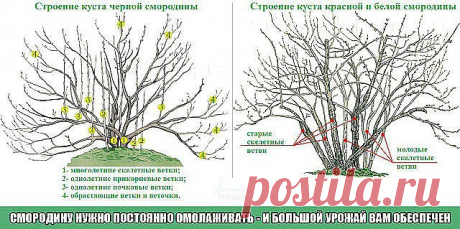 СМОРОДИНУ НУЖНО ПОСТОЯННО ОМОЛАЖИВАТЬ - И БОЛЬШОЙ УРОЖАЙ ВАМ ОБЕСПЕЧЕН