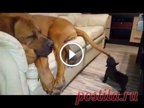 Puppy Tries to Bite Great Dane’s Tail