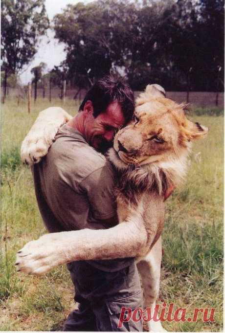 Этот мужчина вырастил львёнка, а затем, когда он стал взрослым, отпустил его в дикую природу. Спустя годы состоялась их встреча