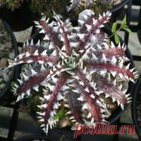 dykia