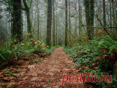 Trail to the Mist by James Paul Studios / 500px