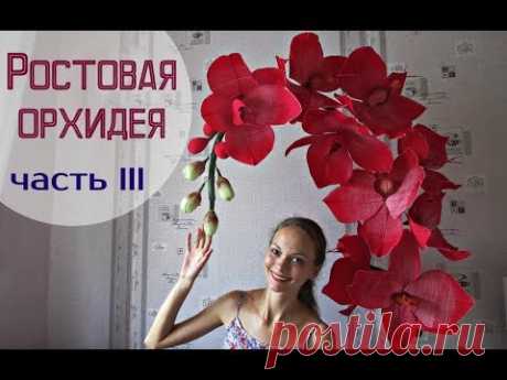 Большие цветы | Ростовые орхидеи. Часть 3 - YouTube