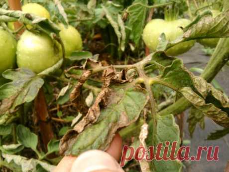 Почему у помидор скручиваются листья лодочкой