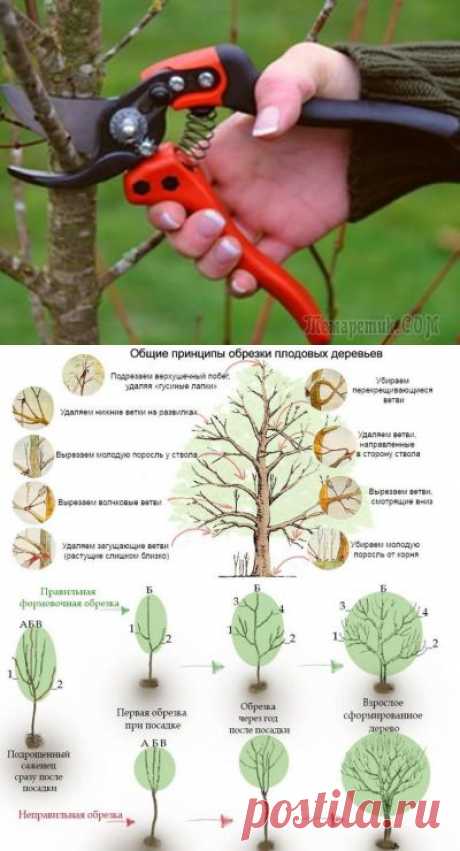 Обрезка плодовых деревьев