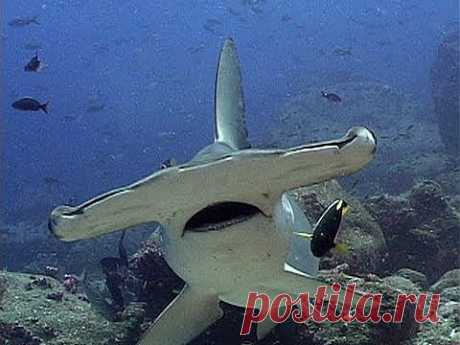 Jonathan Bird's Blue World: Hammerhead Sharks - YouTube