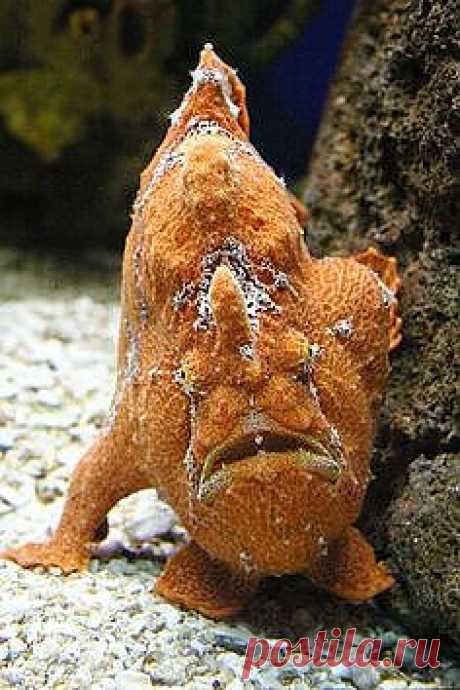 Yellow hispid frogfish | Under The Sea