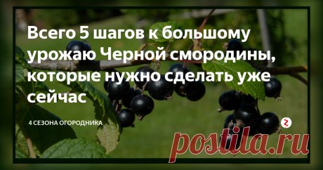 Всего 5 шагов к большому урожаю Черной смородины, которые нужно сделать уже сейчас Чтобы сезон принёс щедрый урожай, важно правильно ухаживать за ягодником. Обсудим весенние нужды кладези витамина С – чёрной смородины.
Уход за кустами чёрной смородины весной включает в себя:
Наведение чистоты
За зиму некоторые веточки могли обломиться, под кустами мог накопиться посторонний мусор, листва и сено. Всё, что извлечено из-под куста и между его веток важно собрать и сжечь. Золу можно