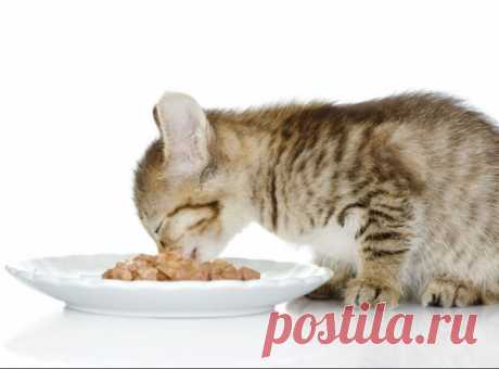 Рацион кошек: сколько раз и чем кормить | Кот и Кошка | Яндекс Дзен