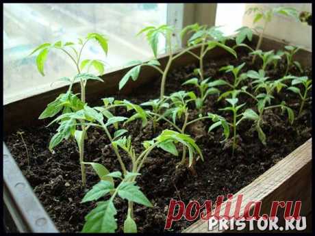 Как вырастить рассаду томатов в домашних условиях, уход