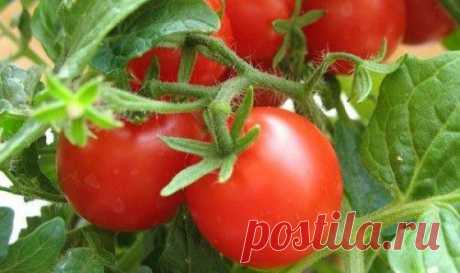 7 правил большого урожая помидоров.