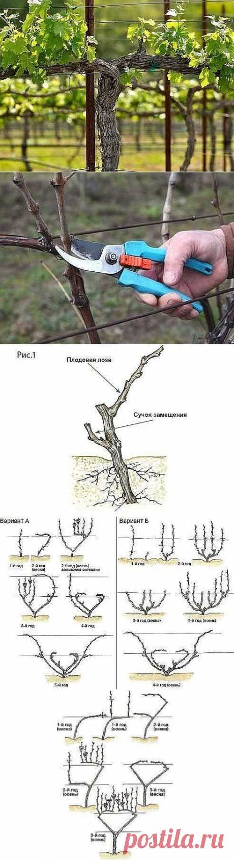 (19) Одноклассники. Обрезка винограда для начинающих.