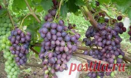 Правила посадки винограда – пошаговая инструкция и советы + видео