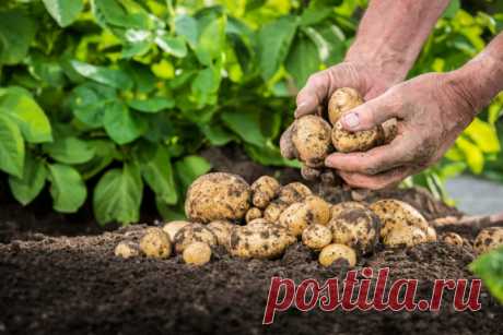 В поисках самого вкусного: выбираем идеальный сорт картофеля | Идеальный огород | Яндекс Дзен