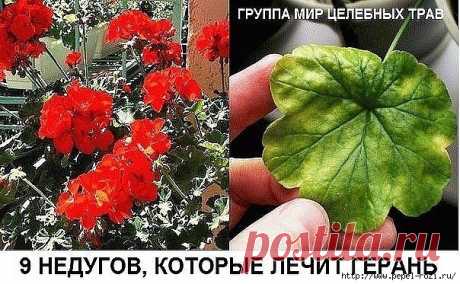 9 НЕДУГОВ, КОТОРЫЕ ВЫЛЕЧИТ ГЕРАНЬ!!!