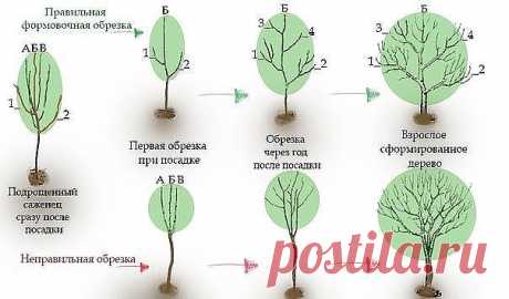 5 СПОСОБОВ ЗАСТАВИТЬ ГРУШУ ПЛОДОНОСИТЬ БЫСТРЕЕ     
Сохрани шпаргалку, поделись с одноклассниками! 

1. Копайте большие ямы

Оптимальный размер: диаметр 80 см, глубина 50 см. Хотя может показаться, куда такая? Для однолетки-то. И, тем не менее, такой размер важен, поскольку в этом пространстве будет располагаться корневая система первые 2–3 года. И чем комфортнее ей будет, тем быстрее дерево наберется сил и даст урожай.

2. Заправьте почву удобрениями

В яму обязательно ну...