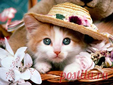 Cute&amp;Cool Pets 4U: Very Cute Kittens Pictures